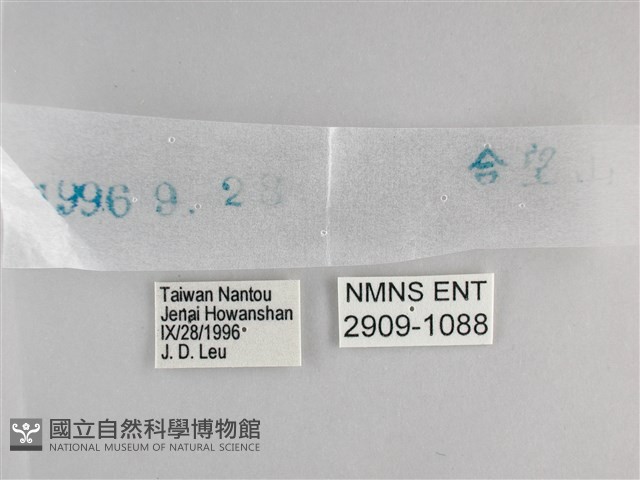 臺灣黛眼蝶藏品圖，第3張
