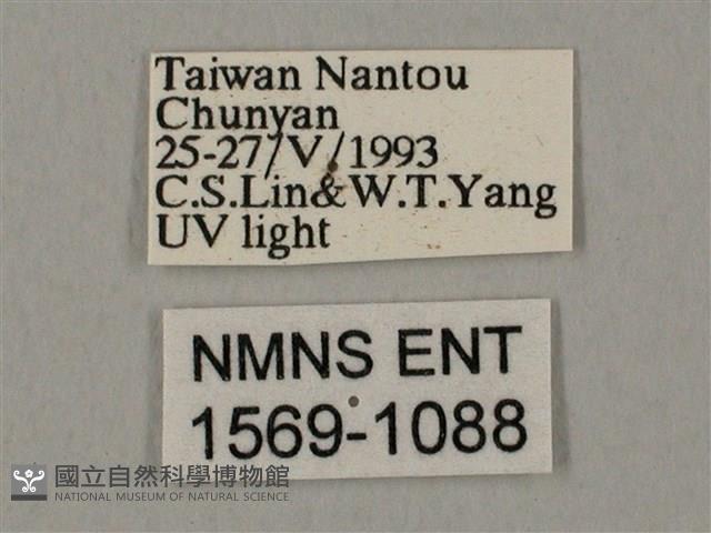 裂斑鷹翅天蛾藏品圖，第3張