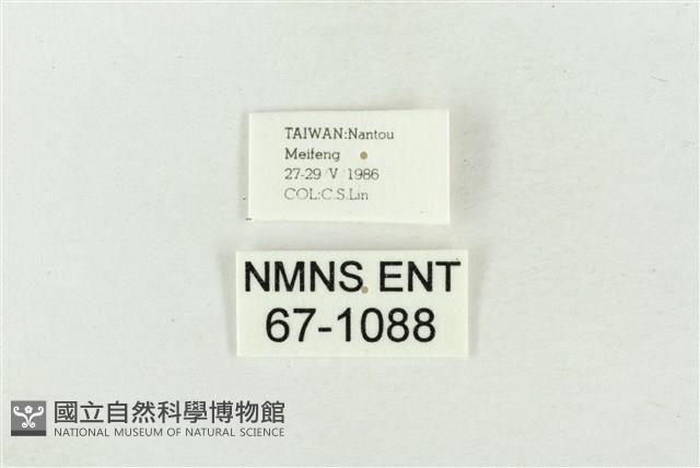 印華波紋蛾藏品圖，第3張