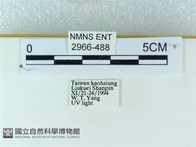 粉蝶燈蛾藏品圖，第3張