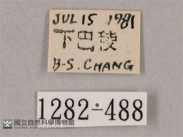 榆綠天蛾藏品圖，第3張