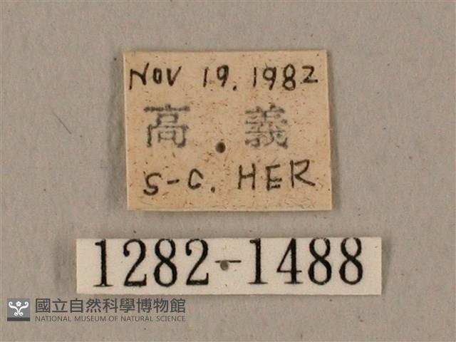 蝦殼天蛾藏品圖，第3張