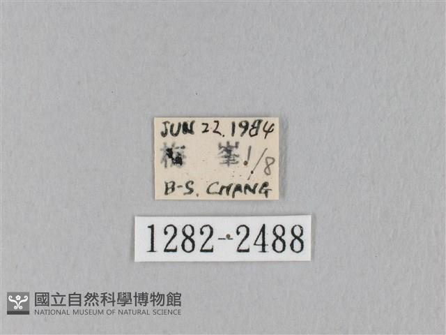 褐斜帶枯葉蛾藏品圖，第3張