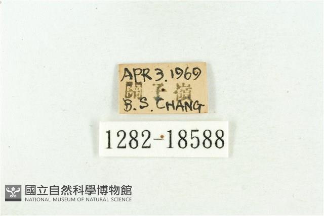 三斑虎灰蝶藏品圖，第3張