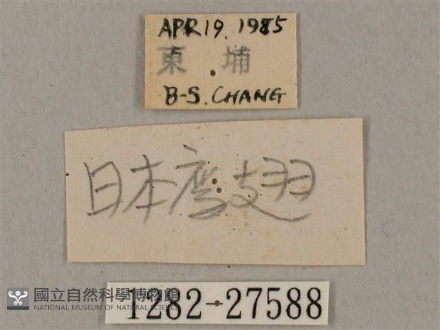 黑帶鷹翅天蛾藏品圖，第3張