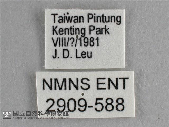 尖翅尖粉蝶藏品圖，第3張