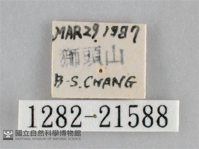 眉原褐刺蛾藏品圖，第3張