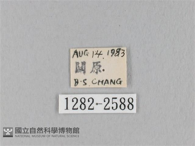 褐斜帶枯葉蛾藏品圖，第3張