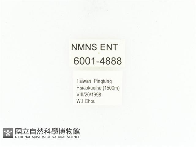 小扇角金龜藏品圖，第2張