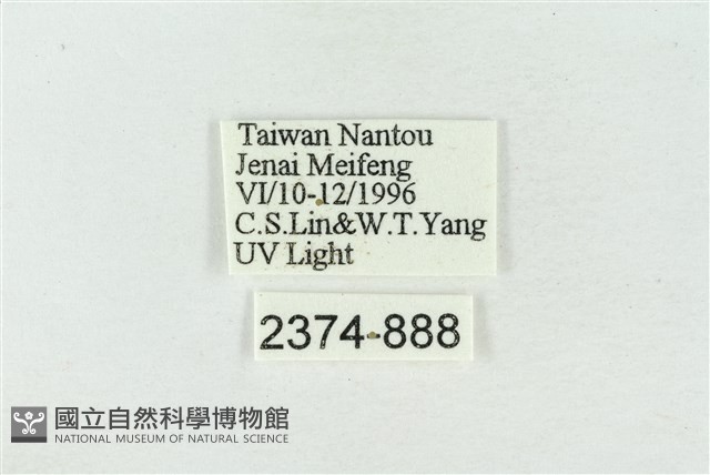 臺洒波紋蛾藏品圖，第3張