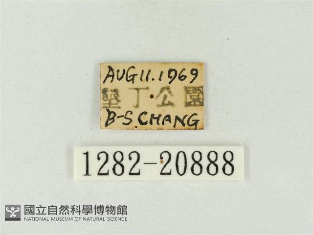 玳灰蝶藏品圖，第3張