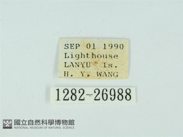 琉球雲紋網蛾藏品圖，第3張