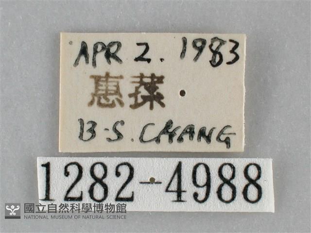 褐點仿眉刺蛾藏品圖，第3張