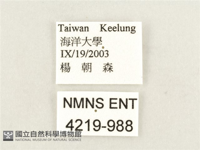 方環蝶藏品圖，第3張