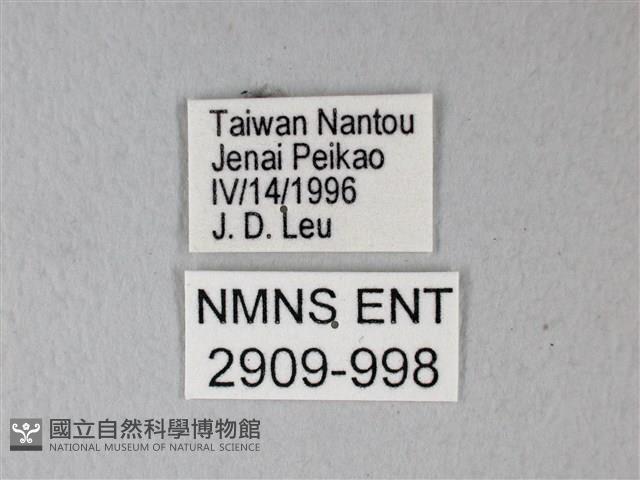 異粉蝶、雌白黃蝶藏品圖，第3張