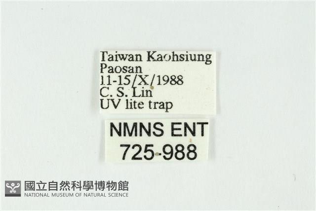 白斑散紋夜蛾藏品圖，第3張