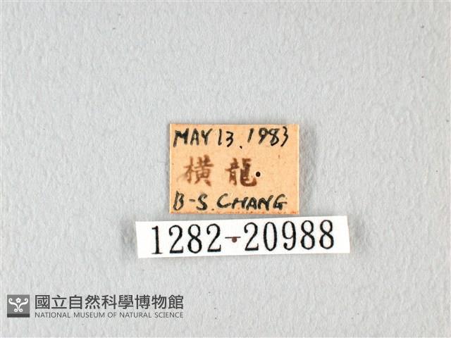 橙翅傘弄蝶藏品圖，第3張