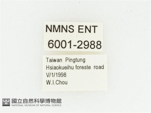 血紅虎斑花金龜藏品圖，第2張