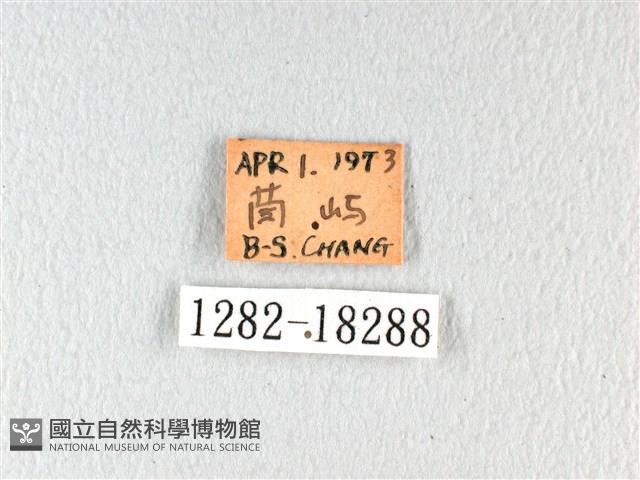 翠鳳蝶蘭嶼亞種藏品圖，第3張