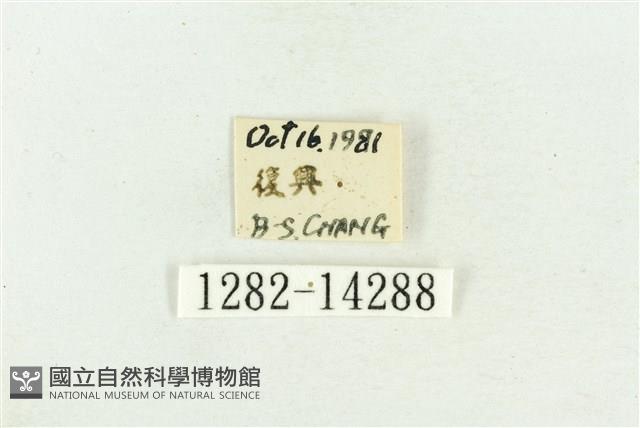 弧角散紋夜蛾藏品圖，第3張