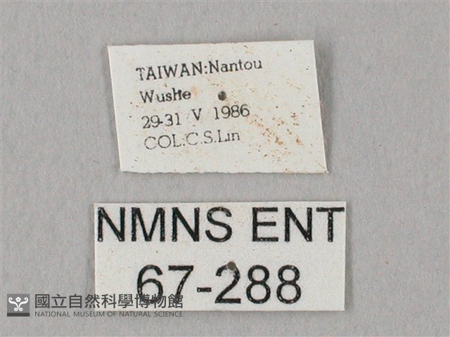 栗六點天蛾藏品圖，第3張