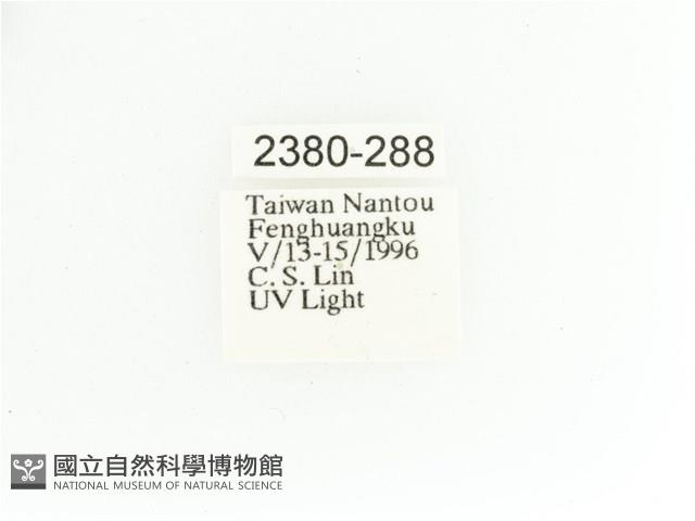 艷金龜藏品圖，第2張