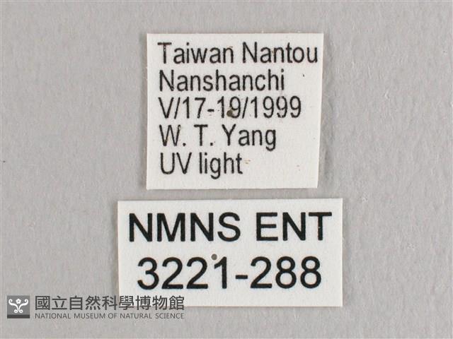 彎黑黃鉤蛾藏品圖，第3張