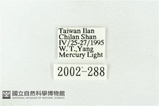 棍棒污燈蛾藏品圖，第3張