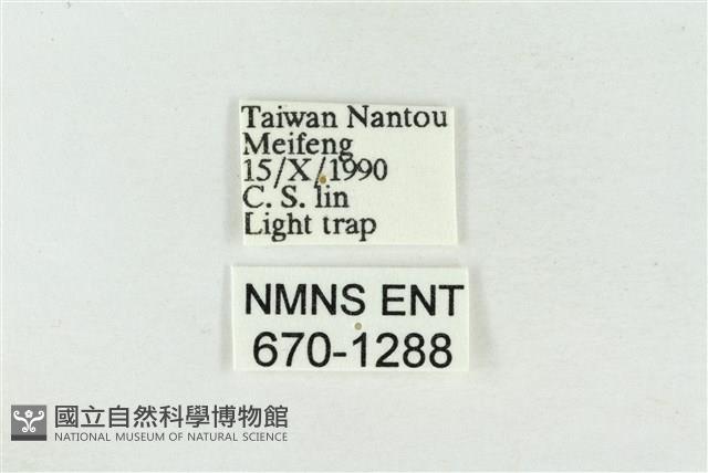 寬帶波紋蛾藏品圖，第3張