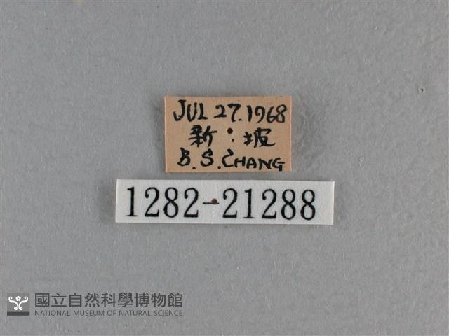 竹橙斑弄蝶藏品圖，第3張