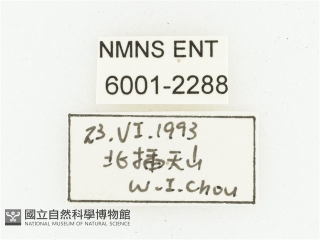 黑虎斑花金龜藏品圖，第2張