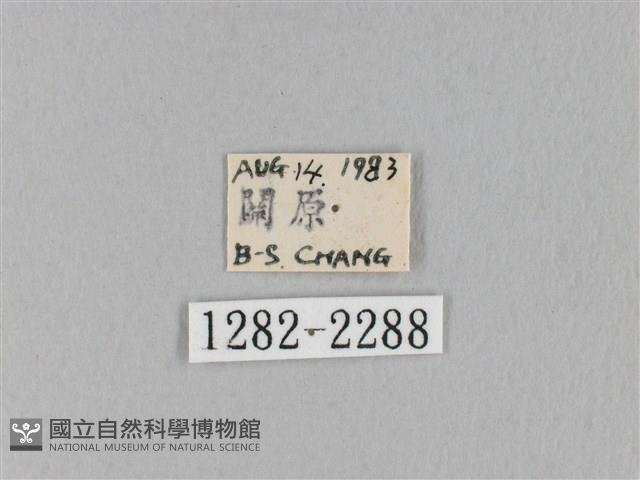 褐斜帶枯葉蛾藏品圖，第3張