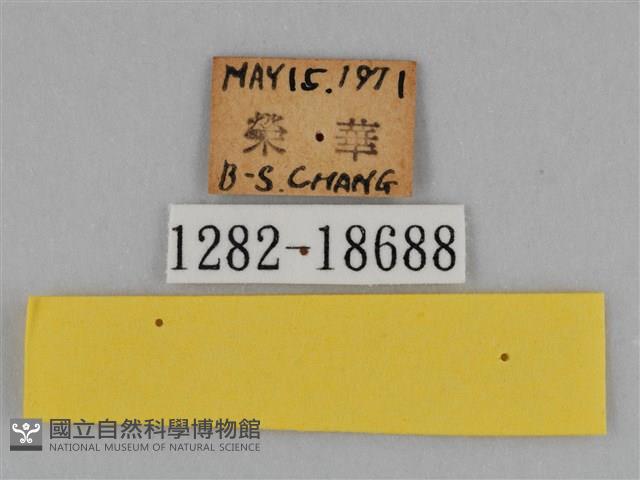 圓翅鉤粉蝶藏品圖，第3張