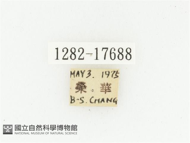 血紅虎斑花金龜藏品圖，第2張