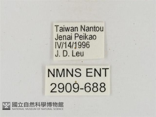 淡褐脈粉蝶藏品圖，第3張