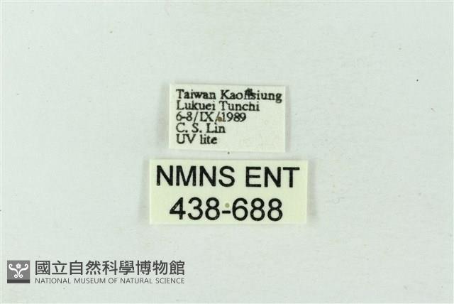 臺雪苔蛾藏品圖，第3張