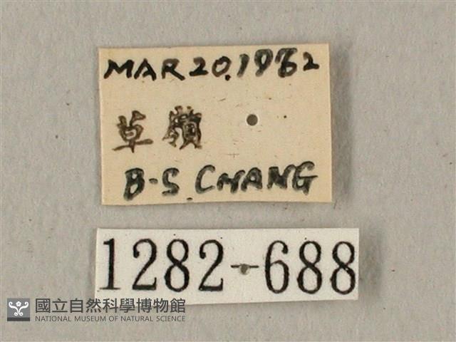 全緣缺角天蛾藏品圖，第3張