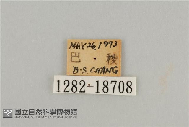 藍灰蝶沖繩亞種藏品圖，第3張
