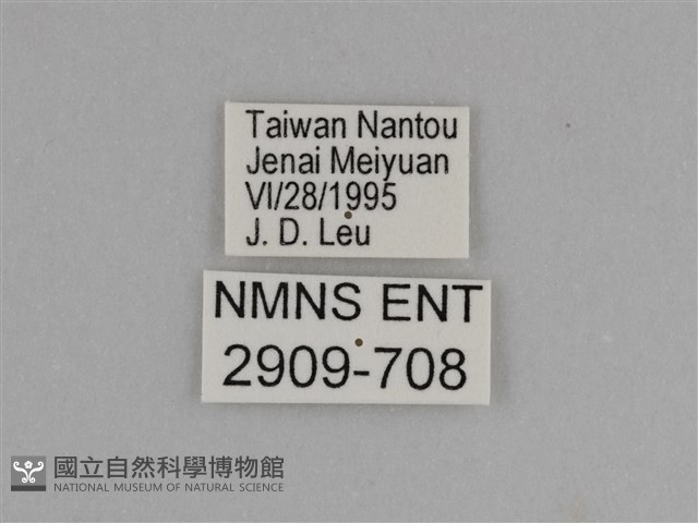臺灣絹蛺蝶藏品圖，第3張