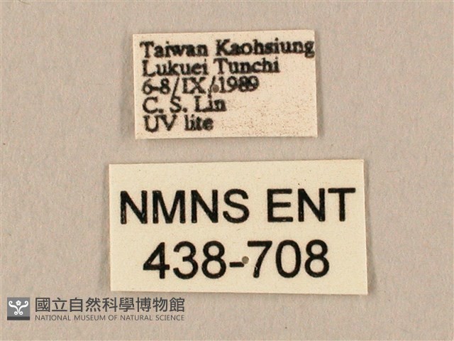 棕綠背線天蛾藏品圖，第3張