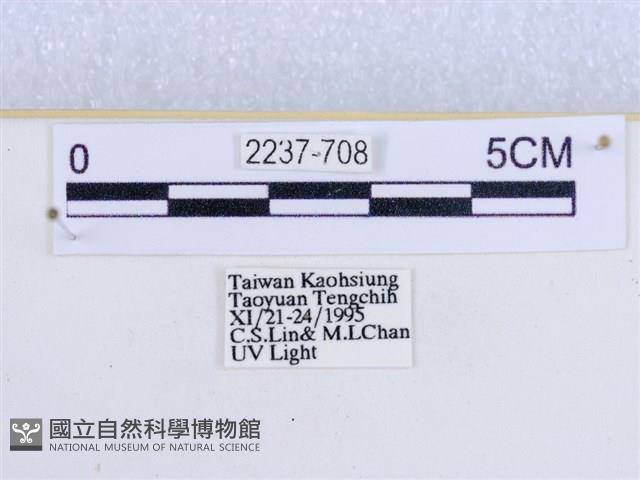 閃光苔蛾藏品圖，第3張