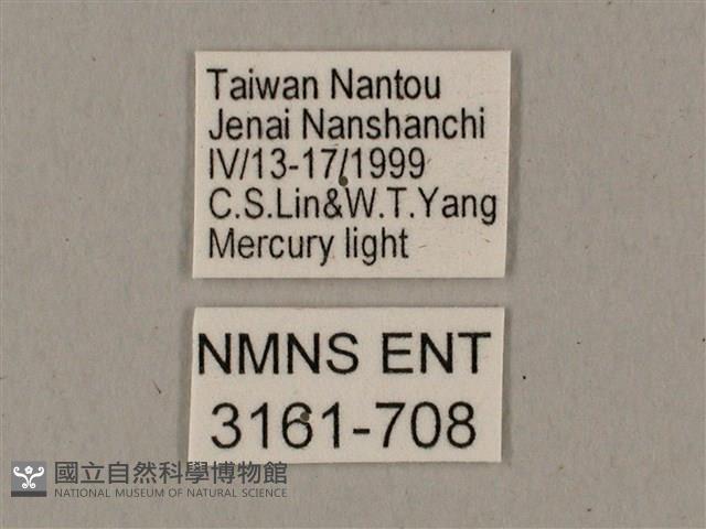 鬼臉天蛾藏品圖，第3張