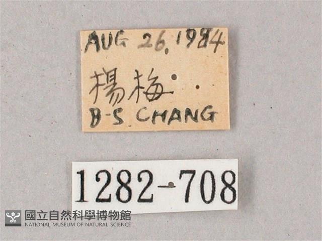 單斜紋天蛾藏品圖，第3張