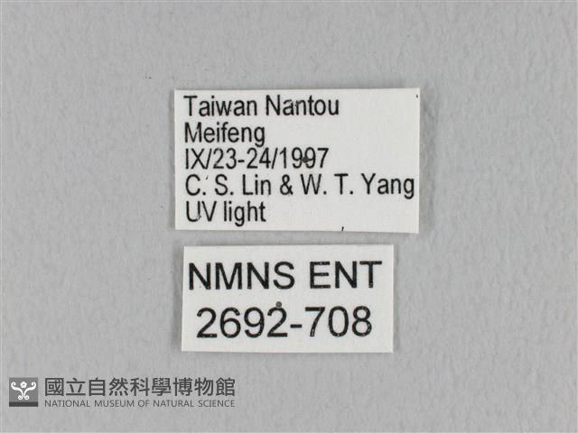 褐斜帶枯葉蛾藏品圖，第3張