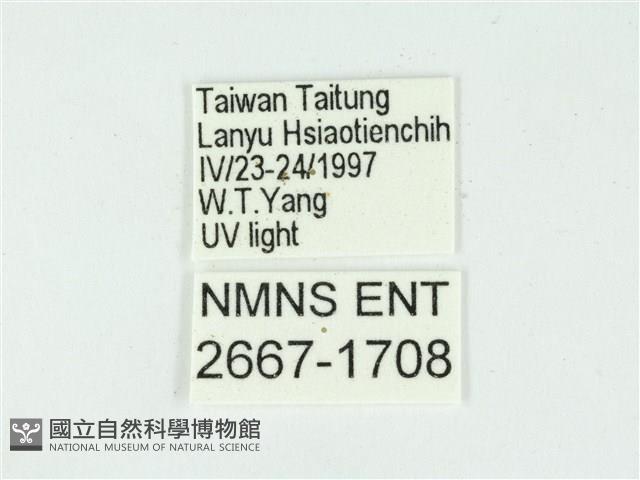 叉紋閃舞蛾藏品圖，第3張