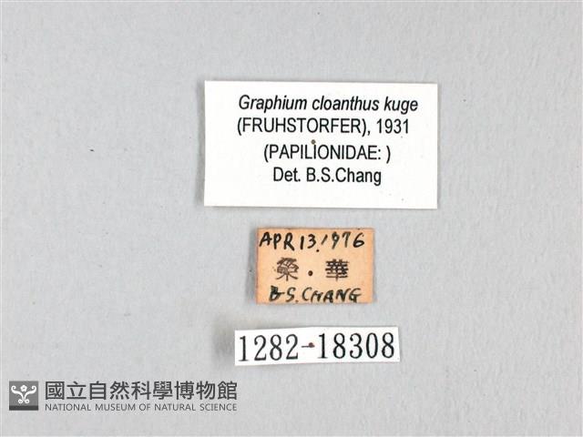 寬帶青鳳蝶藏品圖，第3張