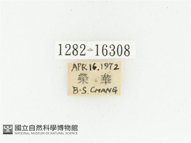 黑斑陷紋金龜藏品圖，第2張