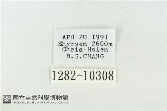 臺美波紋蛾藏品圖，第3張