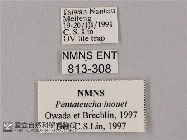 井上氏絨毛天蛾藏品圖，第3張