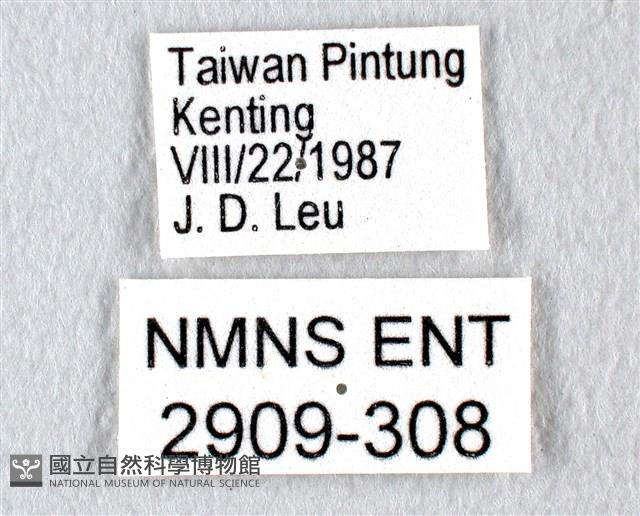 翠斑青鳳蝶藏品圖，第3張